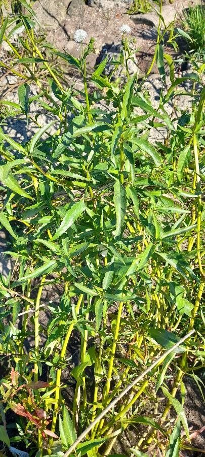 Gymnocoronis spilanthoides habit