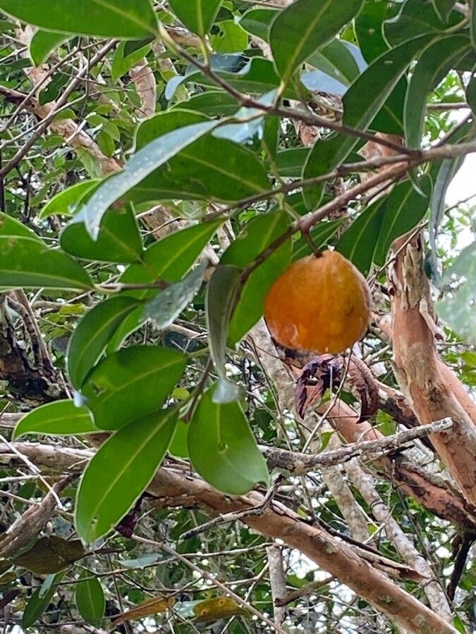 Eugenia dichroma — houseplant care guide