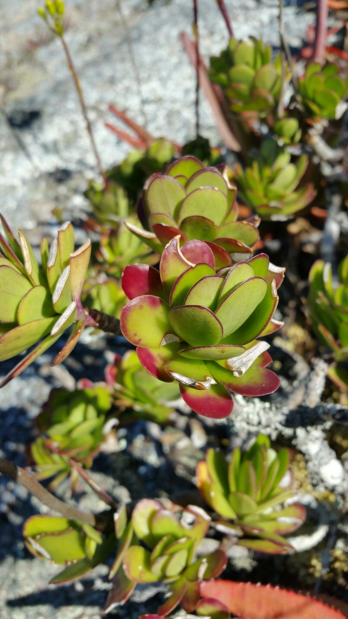 Senecio saboureaui habit