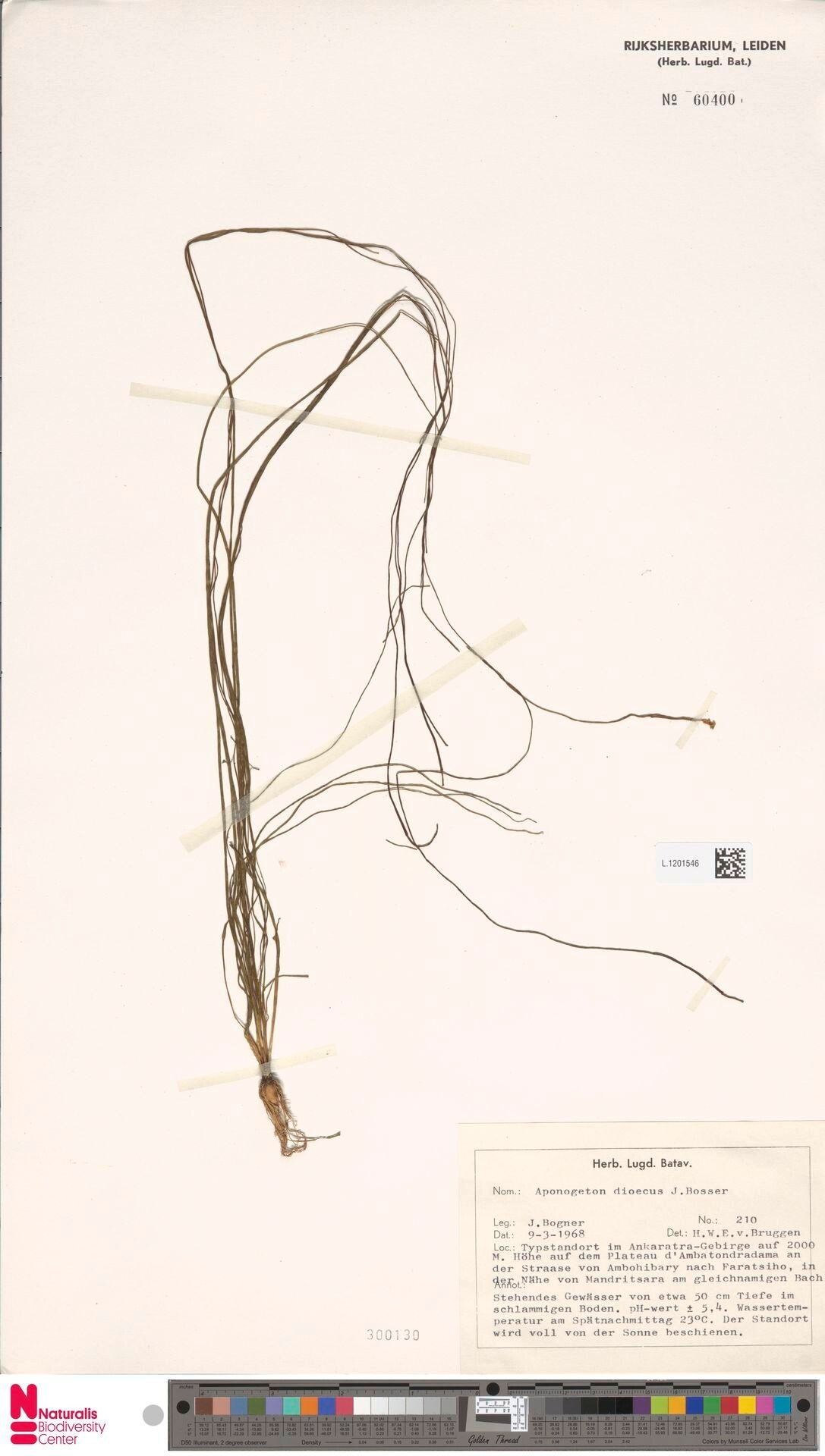 Aponogeton dioecus — houseplant care guide