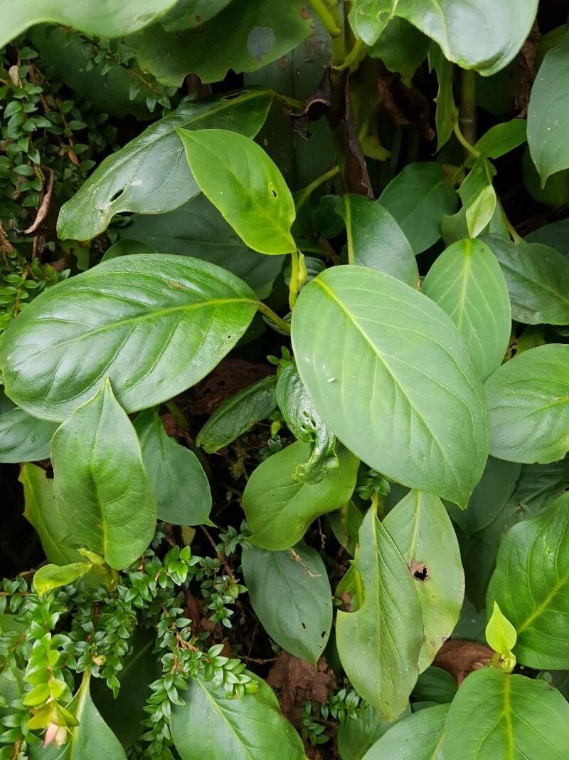 Peperomia striata leaf