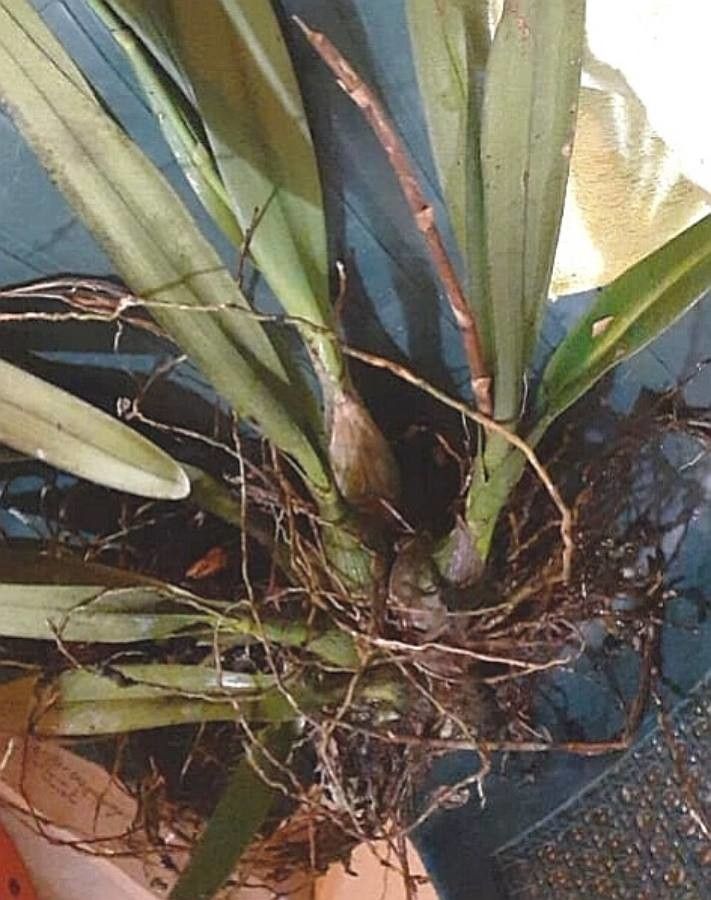 Dendrochilum glumaceum leaf