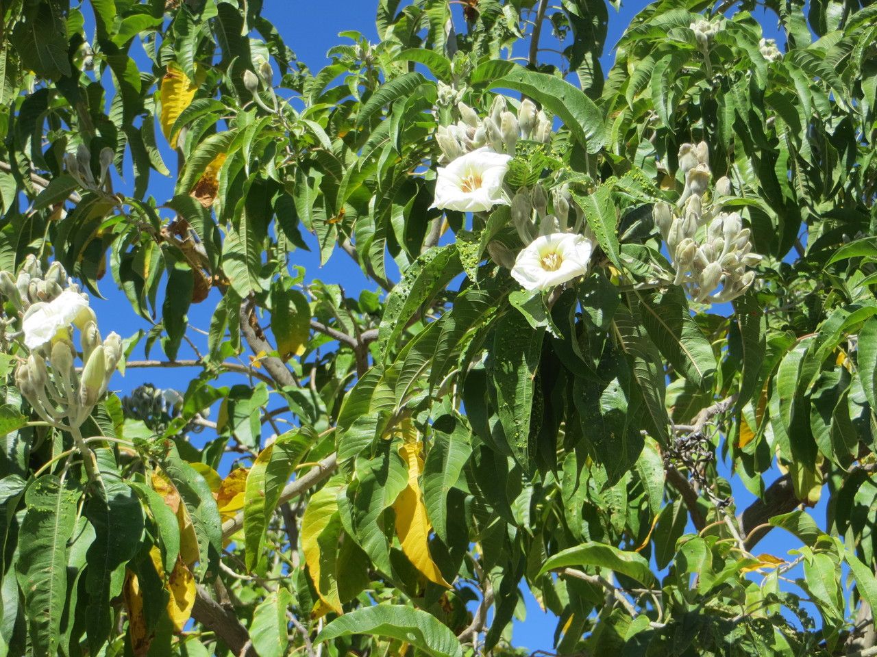 Ipomoea arborescens flower