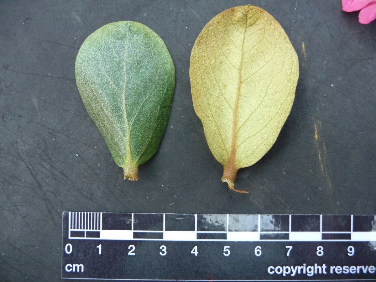 Rhododendron arenicola — houseplant care guide