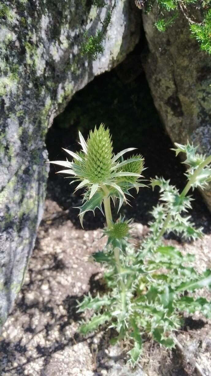Eryngium duriaei flower