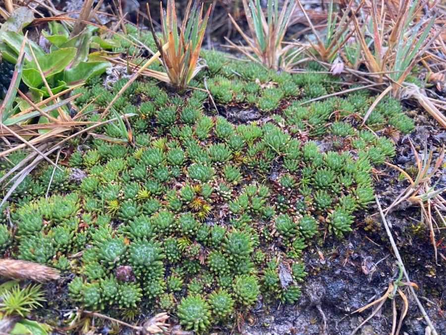 Xenophyllum humile habit