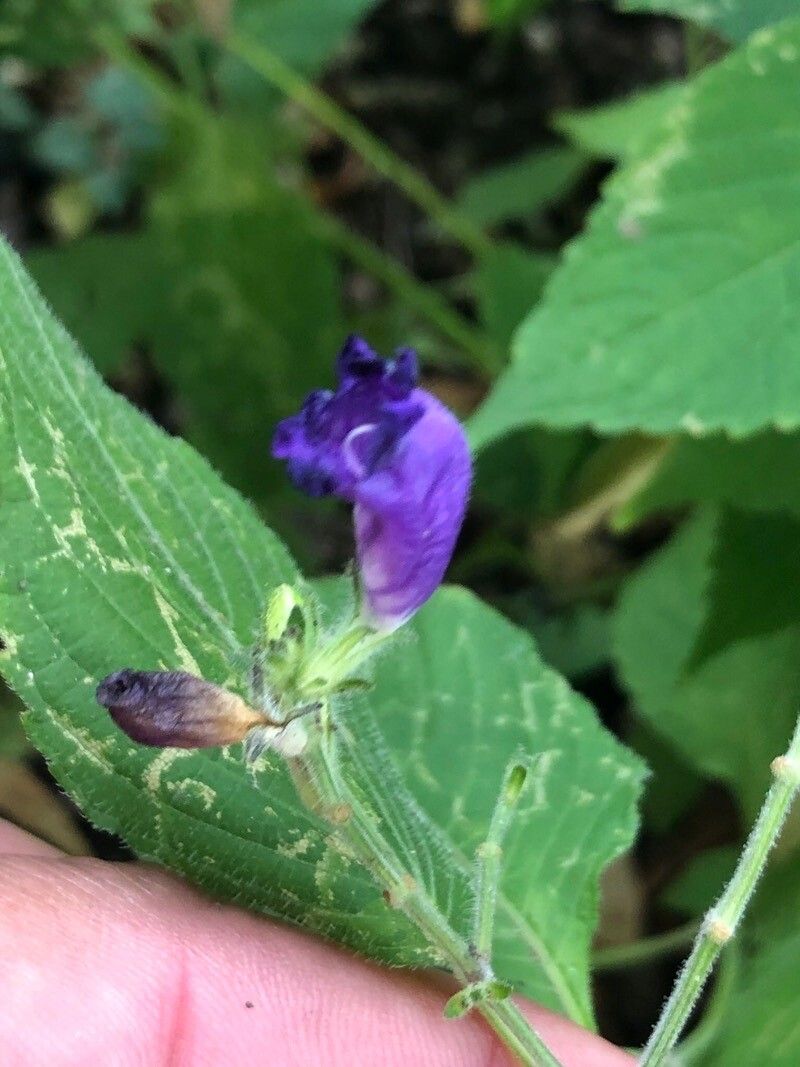 Strobilanthes atropurpurea flower