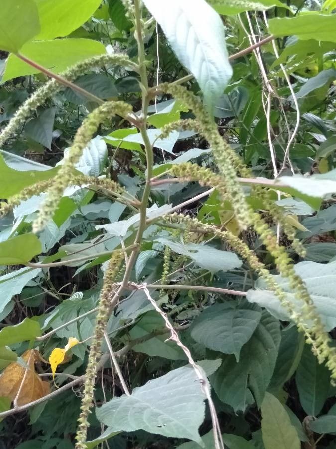 Acalypha amentacea flower