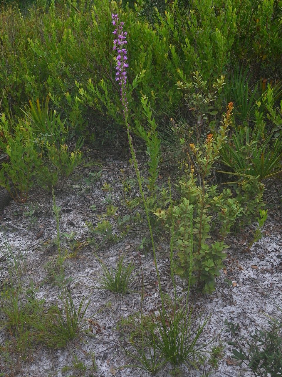 Liatris chapmanii habit