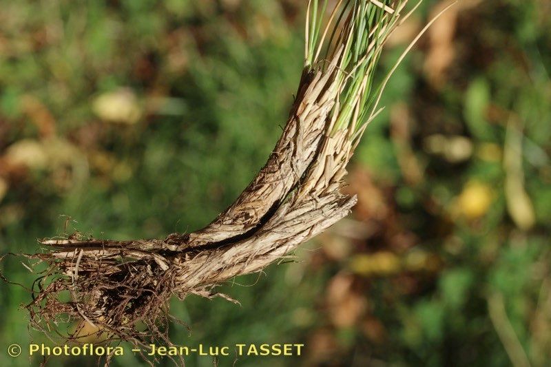 Festuca borderei bark