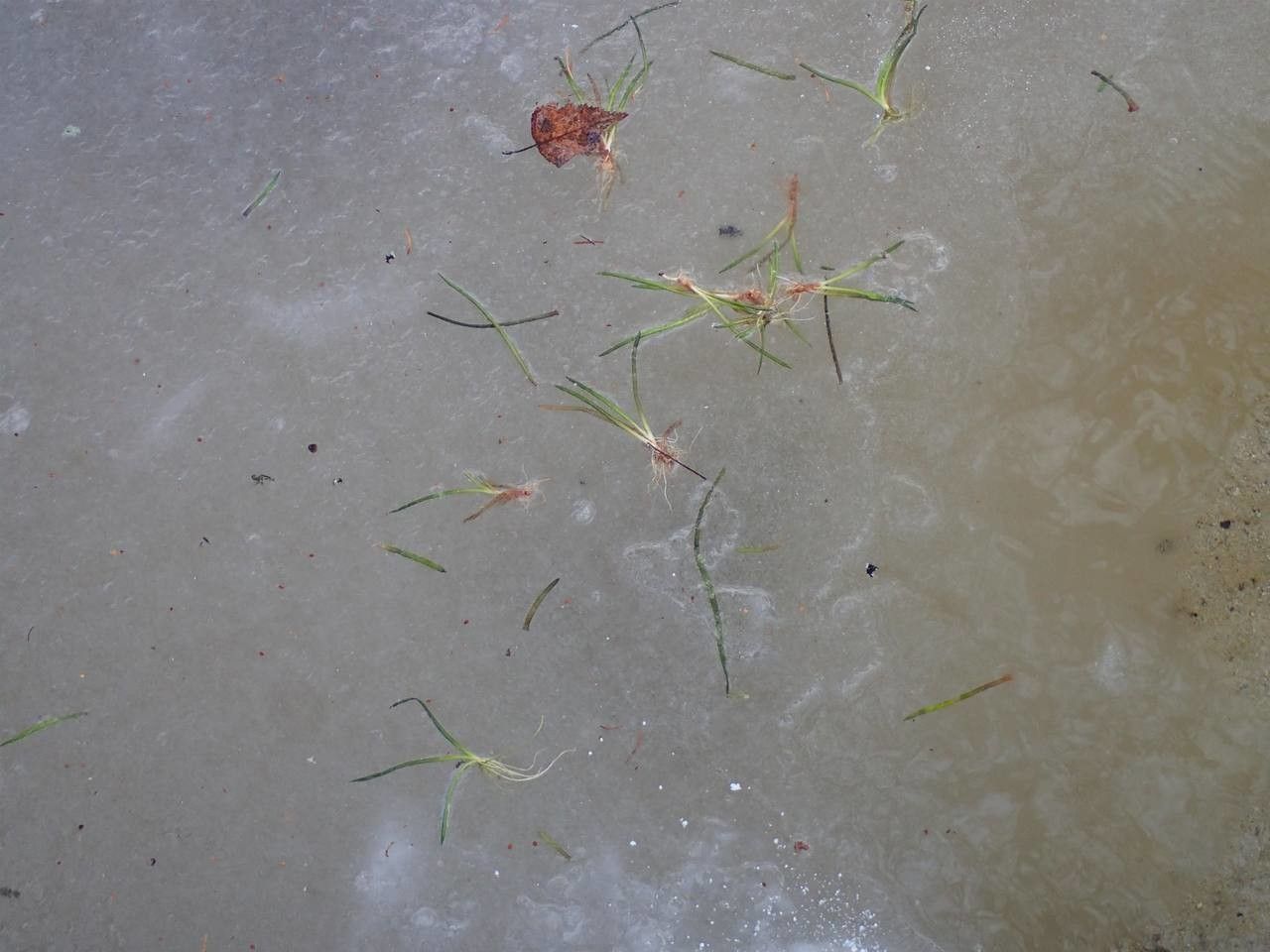 Littorella uniflora bark