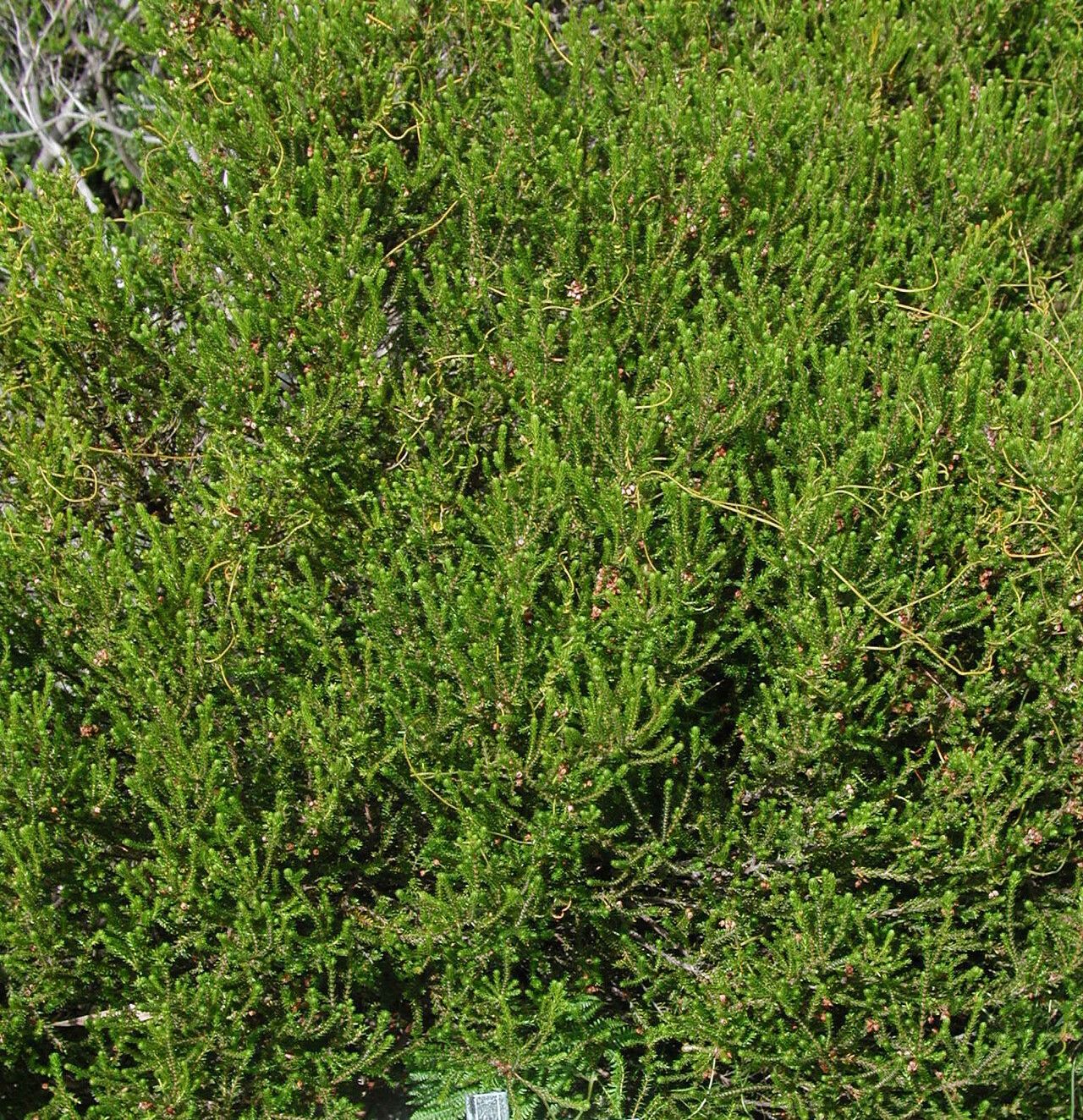 Erica ericoides — search result for 'Erica'