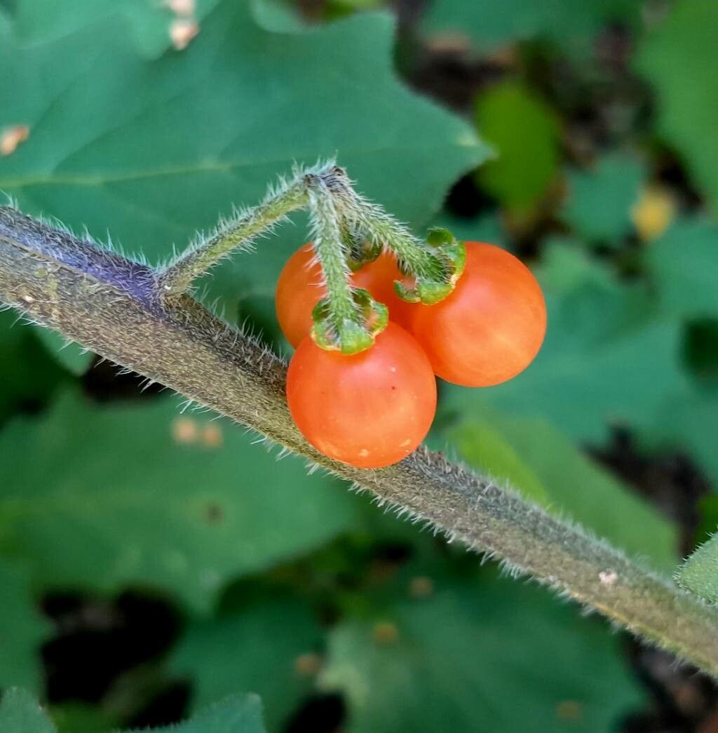 Solanum luteum fruit