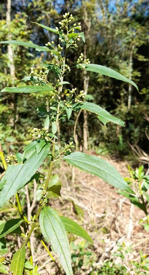 Chromolaena laevigata flower