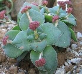 Crassula montana flower