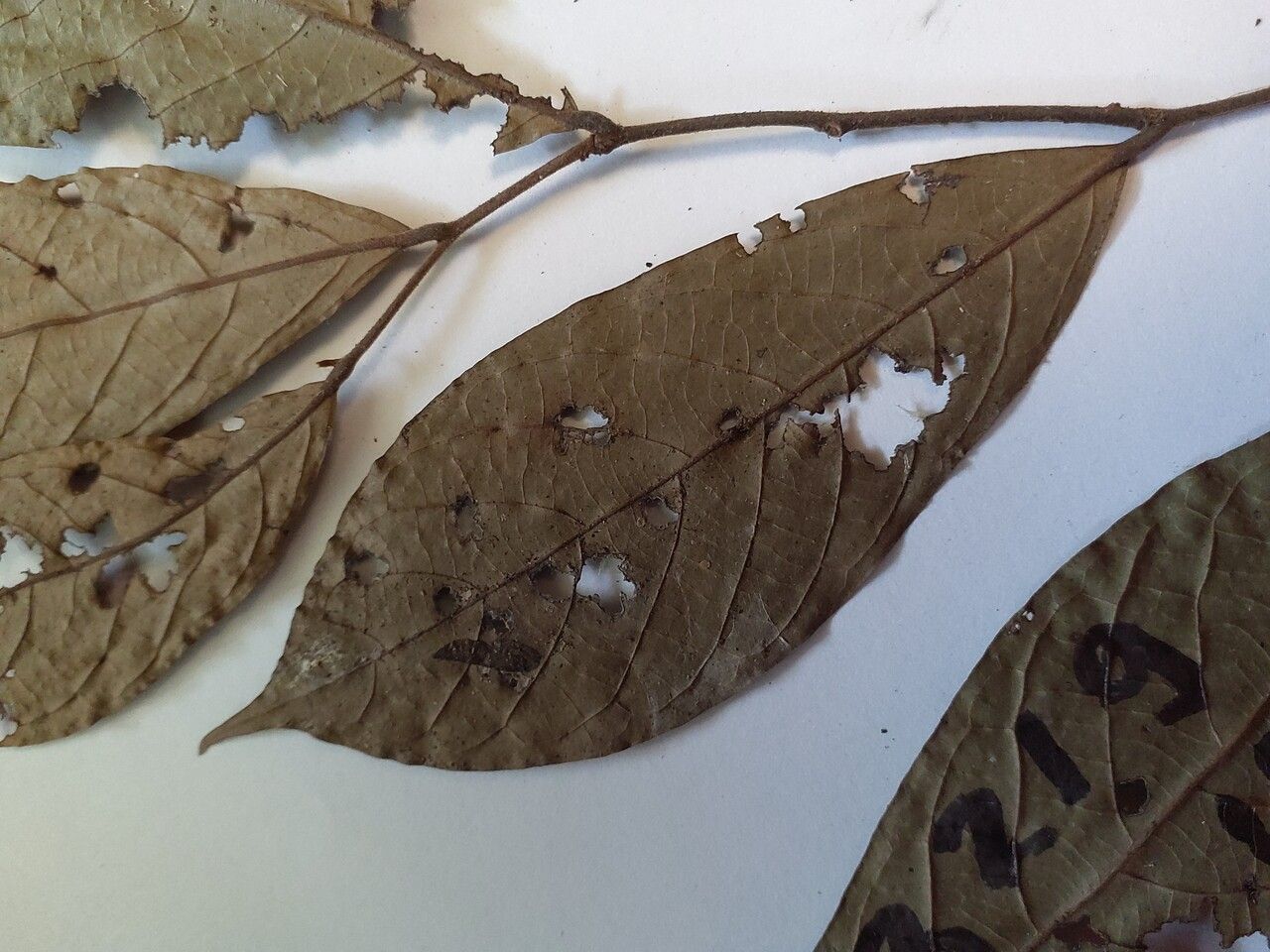 Unonopsis rufescens leaf