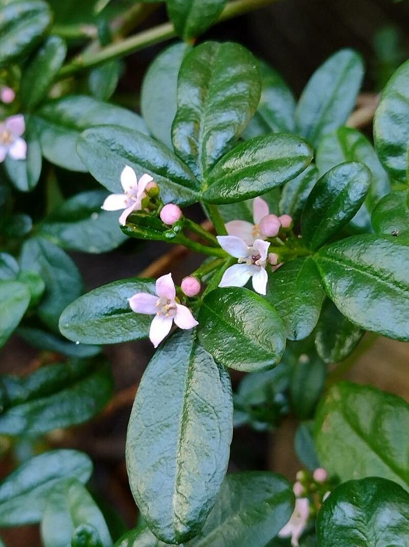 Zieria prostrata flower