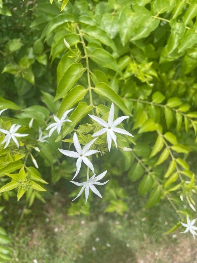 Jasminum multiflorum flower