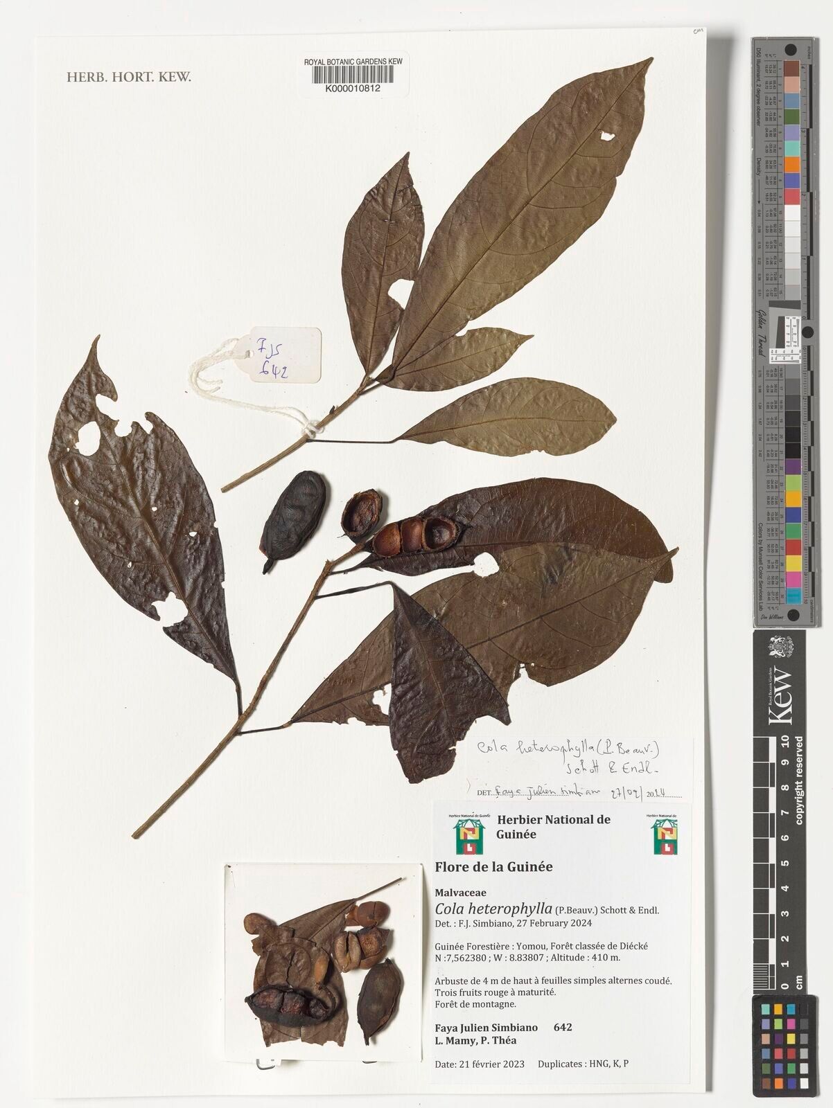 Cola heterophylla — houseplant care guide