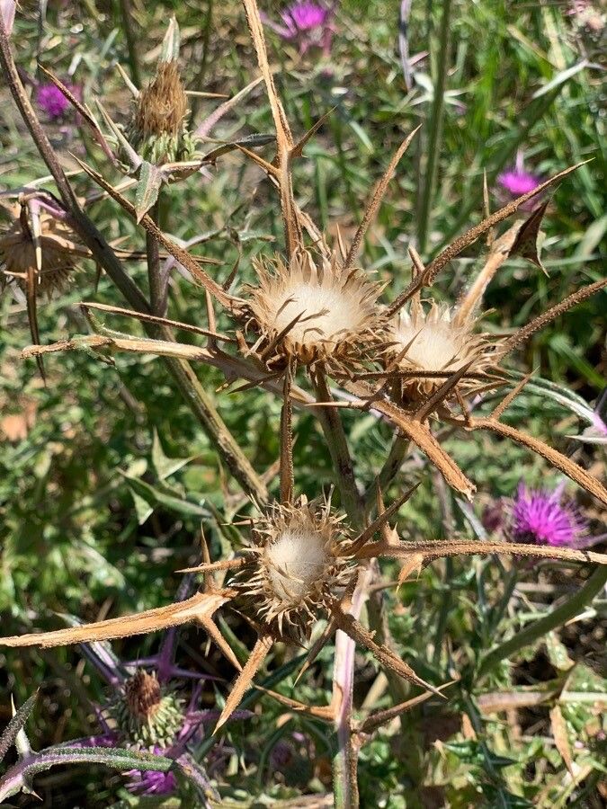 Notobasis syriaca fruit