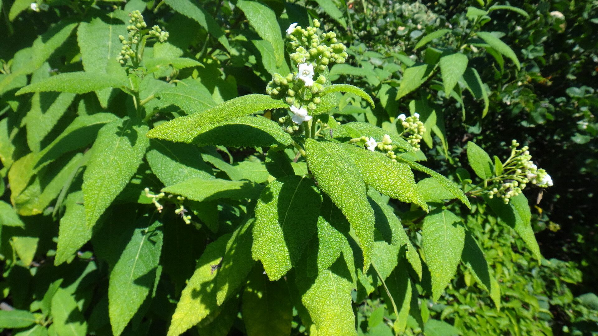 Varronia nesophila habit