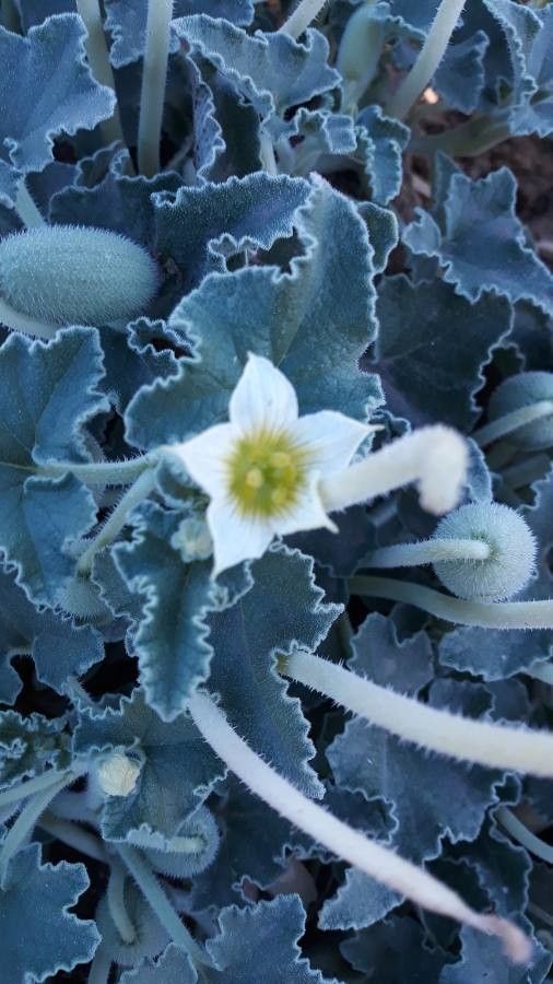 Ecballium elaterium flower