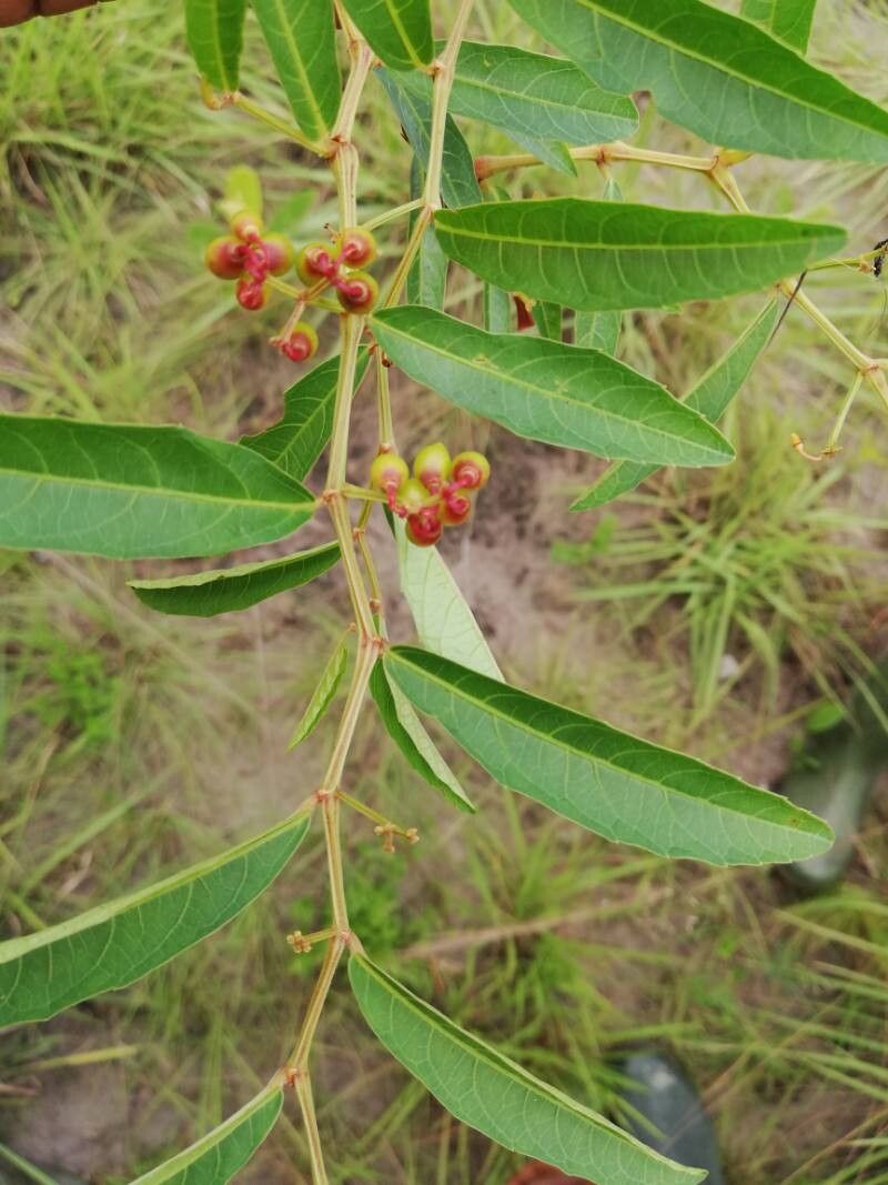 Cissus guerkeana fruit