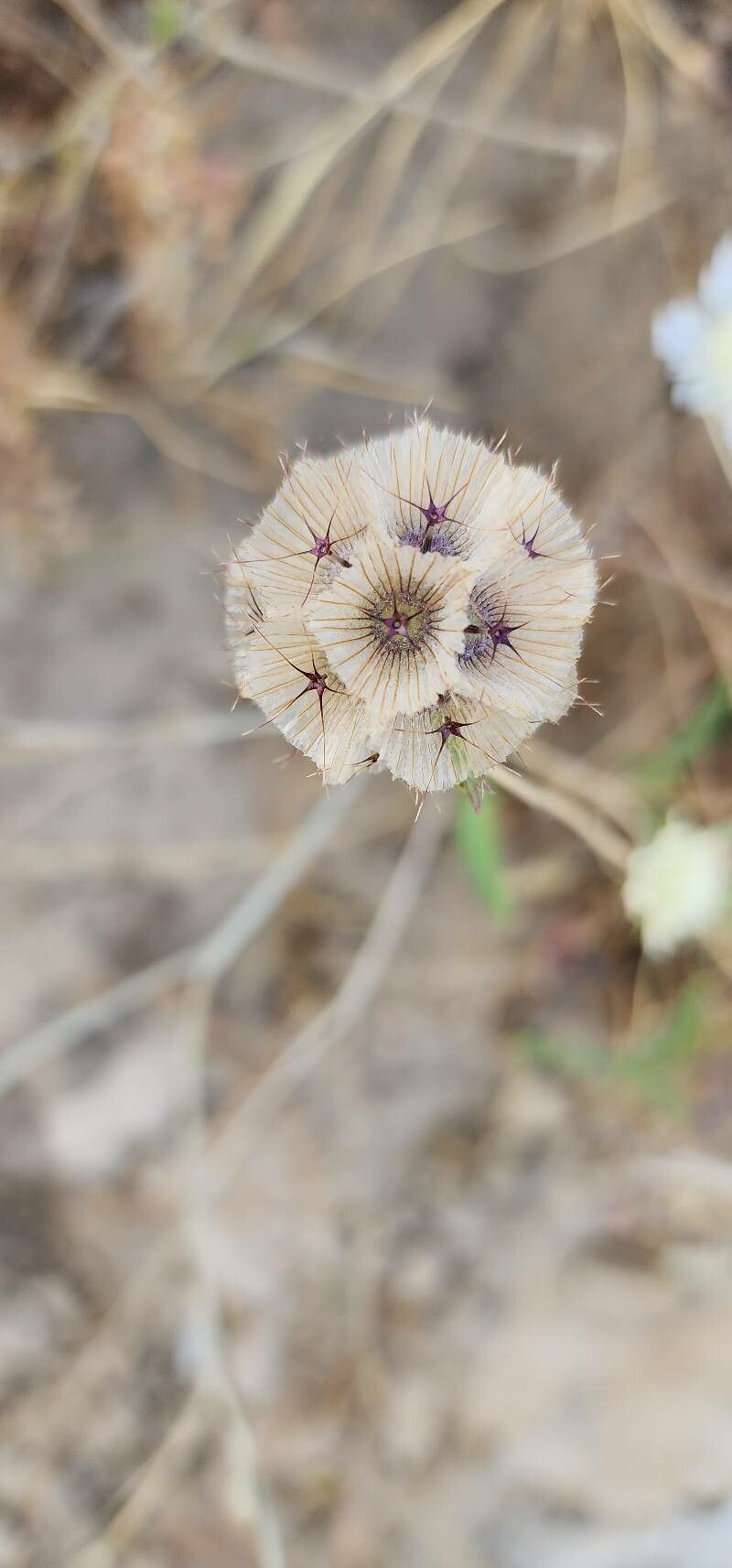 Lomelosia palaestina fruit