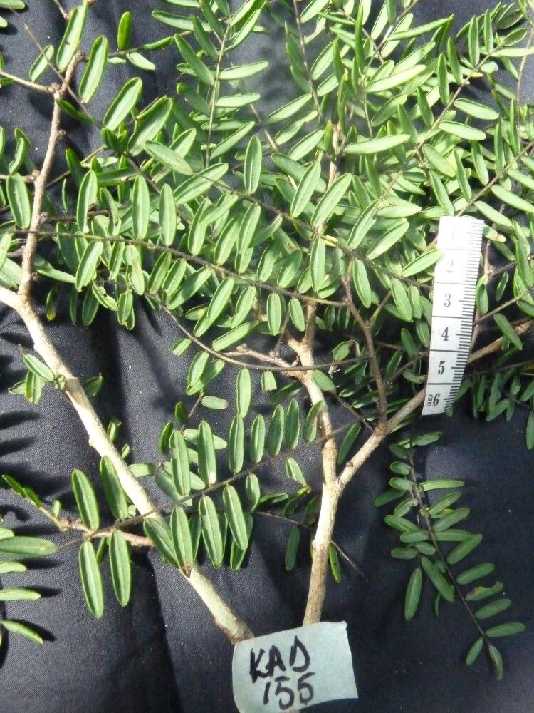 Dalbergia bojeri — search result for 'Dalbergia'