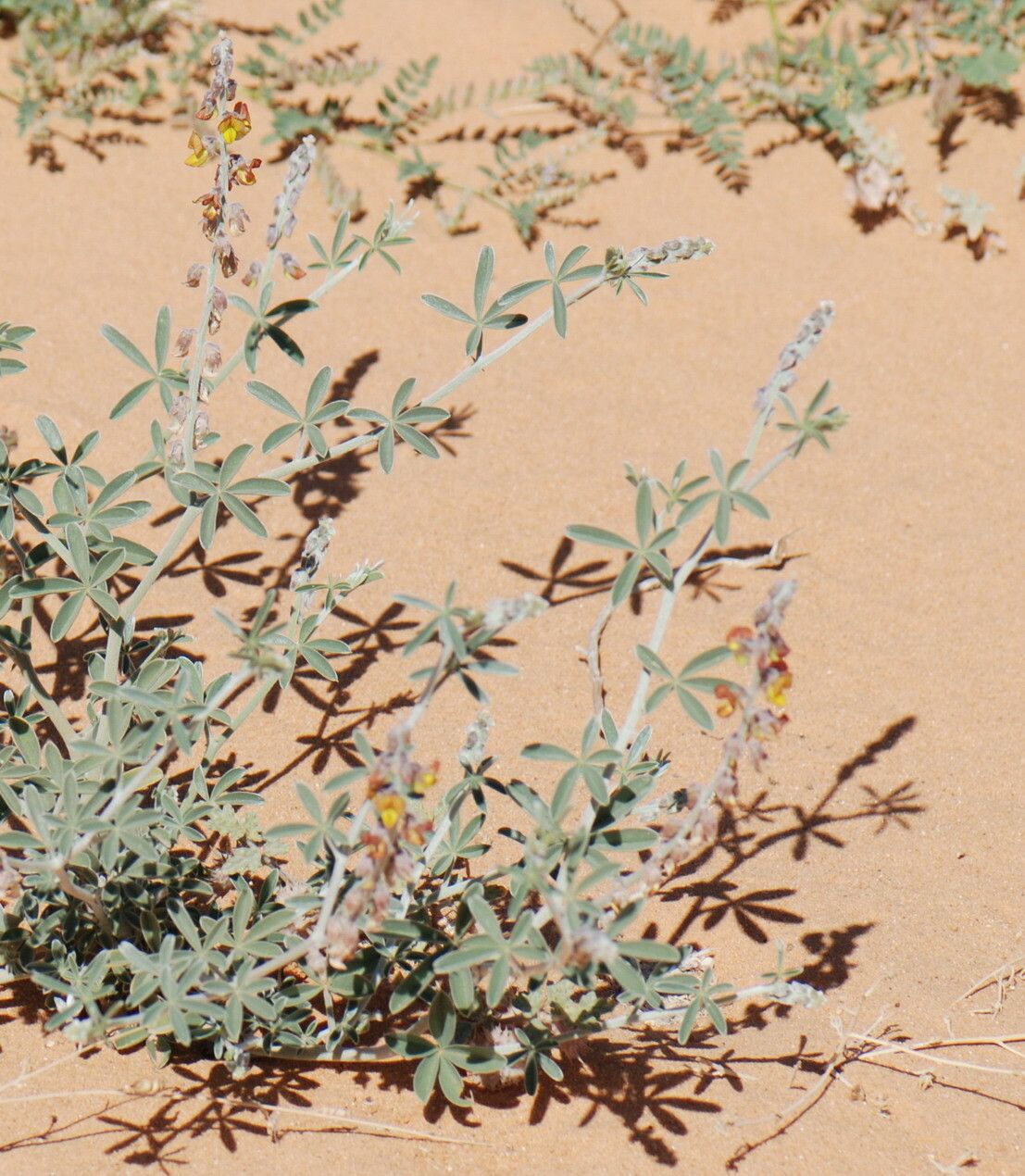Crotalaria saharae leaf