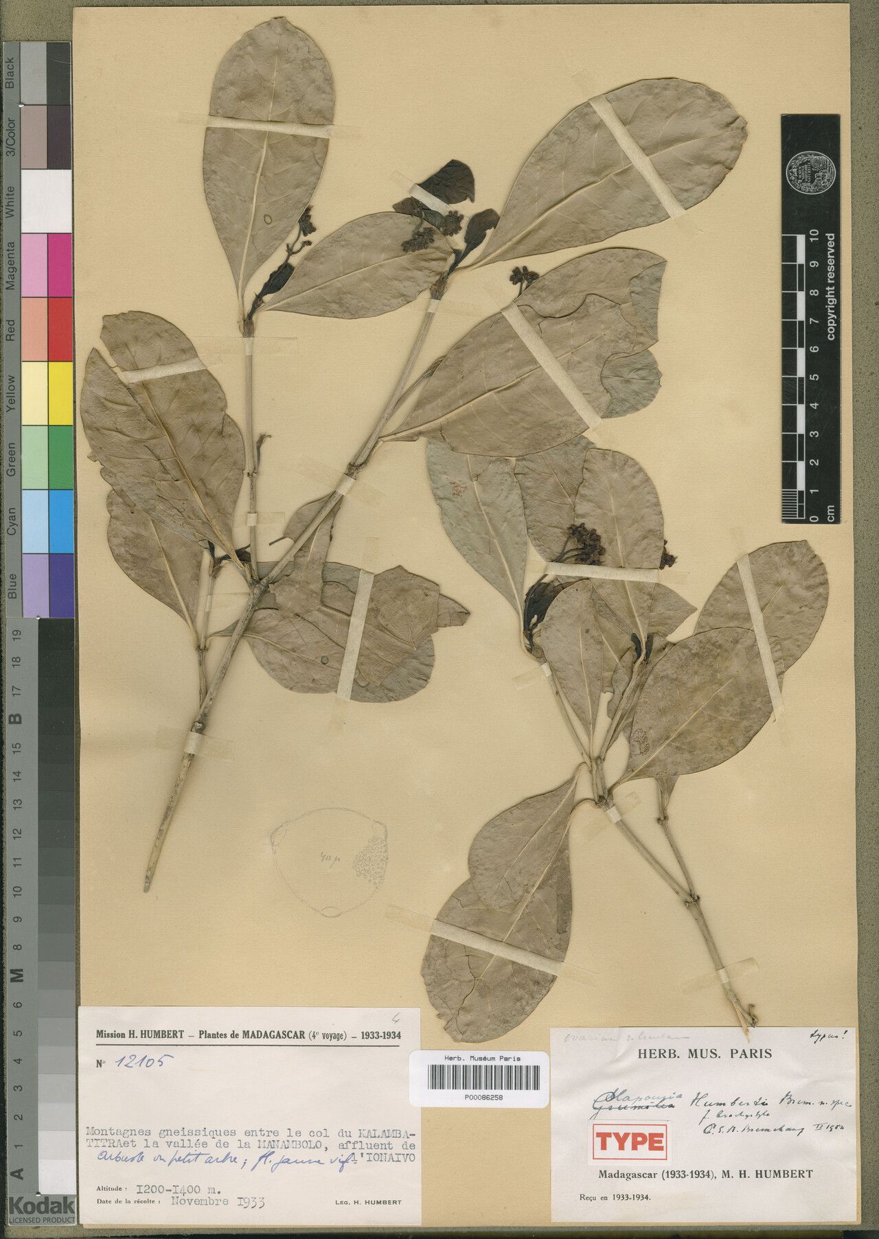 Psychotria manambolensis — houseplant care guide