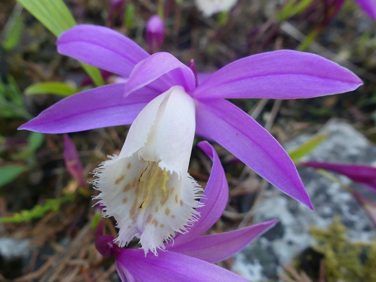 Pleione praecox — houseplant care guide
