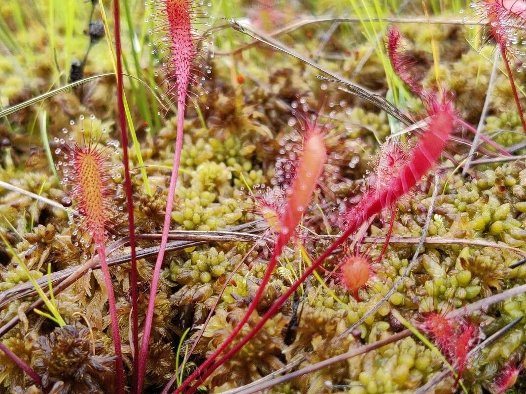 Drosera × obovata — search result for 'Drosera'