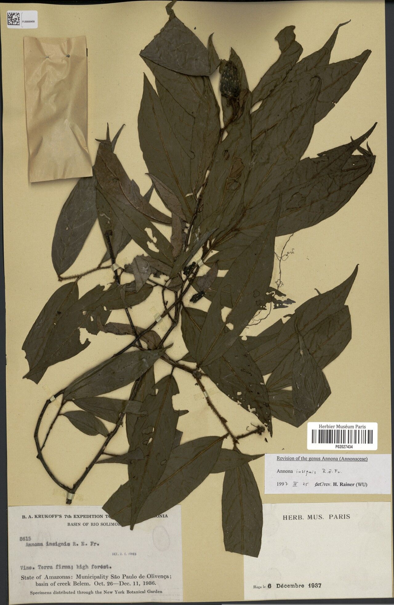 Annona insignis — search result for 'Annona'