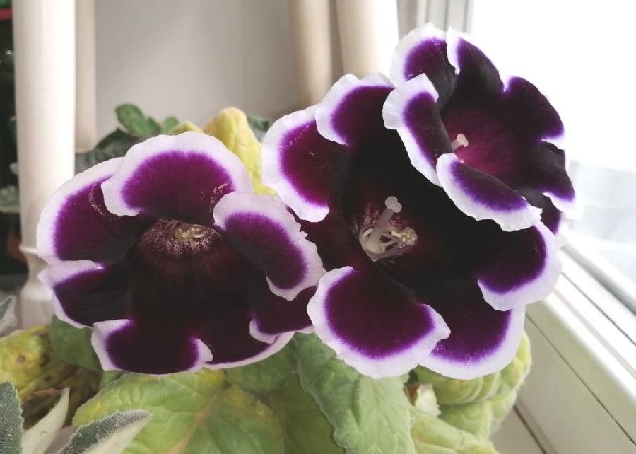Gloxinia × donkelaariana flower
