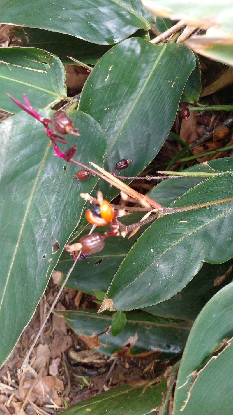 Stromanthe porteana fruit