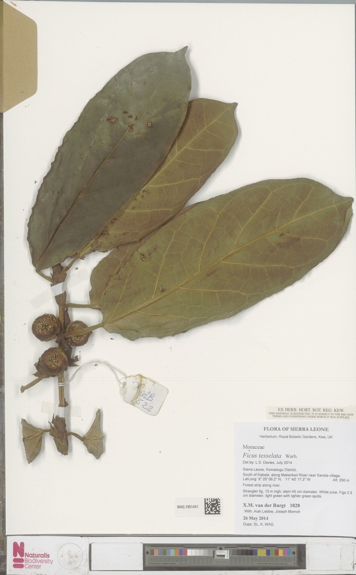 Ficus tesselata — houseplant care guide