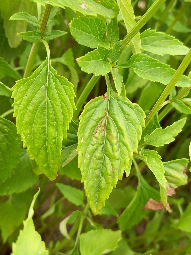 Salvia arizonica — houseplant care guide