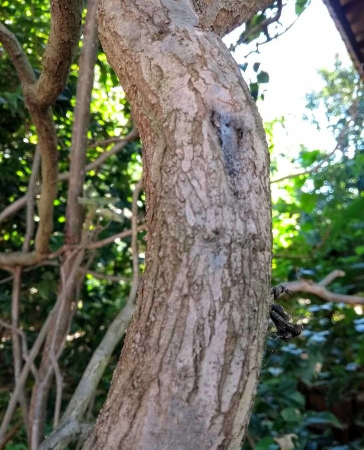 Solanum paniculatum bark