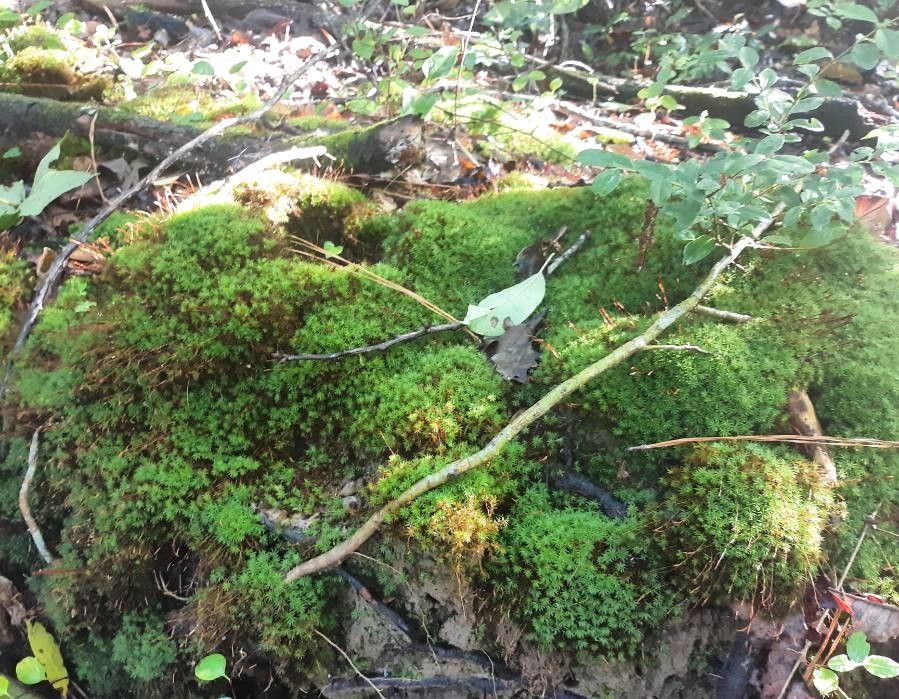 Saxifraga bronchialis habit