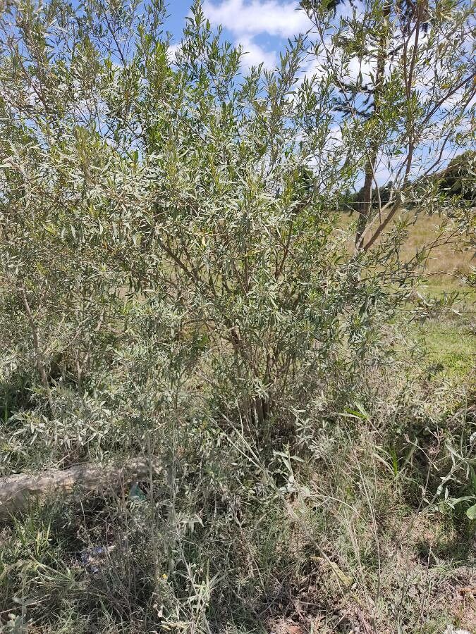 Baccharis punctulata habit