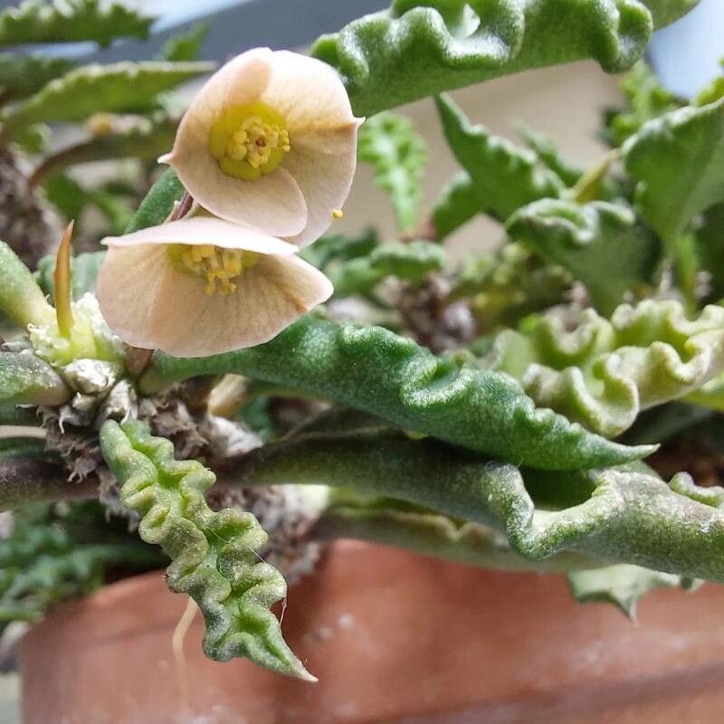 Euphorbia decaryi flower