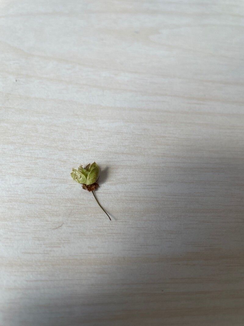 Physocarpus alternans