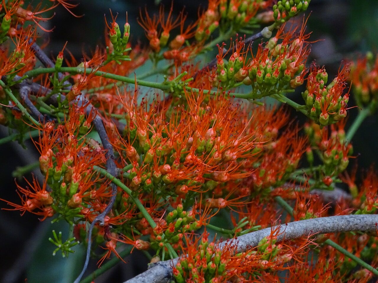 Combretum paniculatum flower