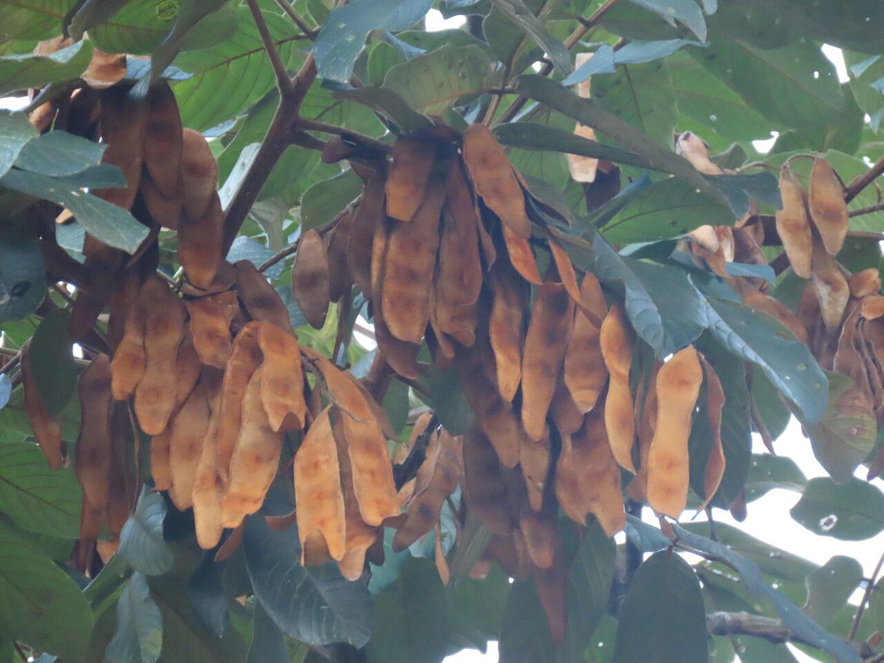 Lonchocarpus ferrugineus fruit