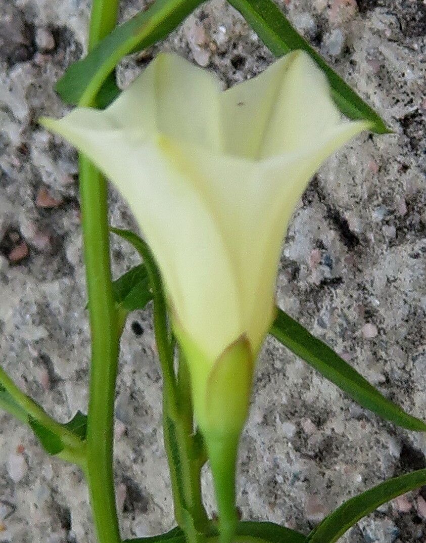 Xenostegia tridentata flower