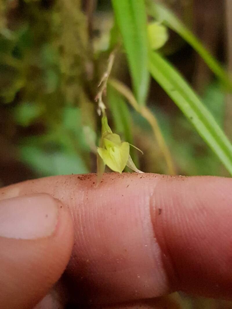 Epidendrum cystosum flower
