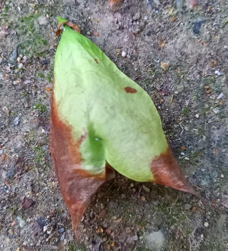 Staphylea pinnata fruit