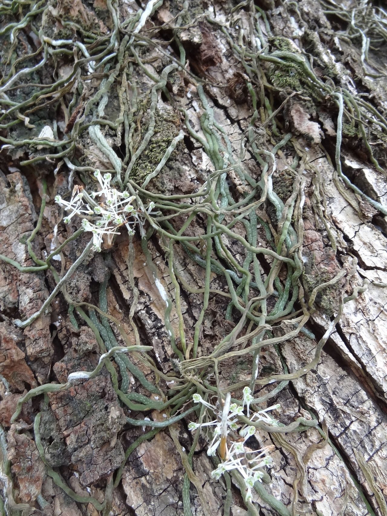 Microcoelia physophora habit