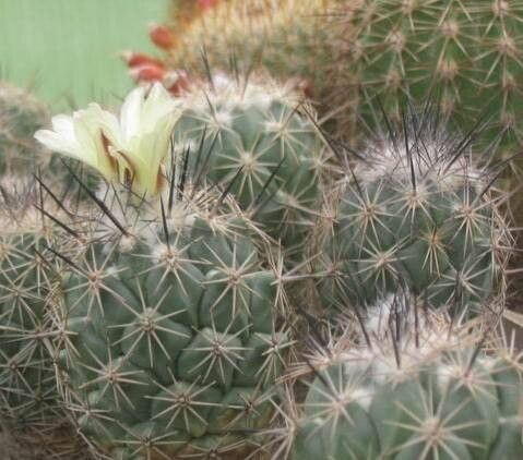 Coryphantha durangensis — search result for 'Coryphantha'